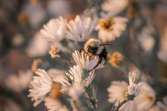 foto ape e fiori - bando per ricercatori agricoltura e ambiente 