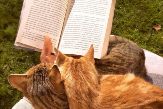 Persona che legge con due gatti